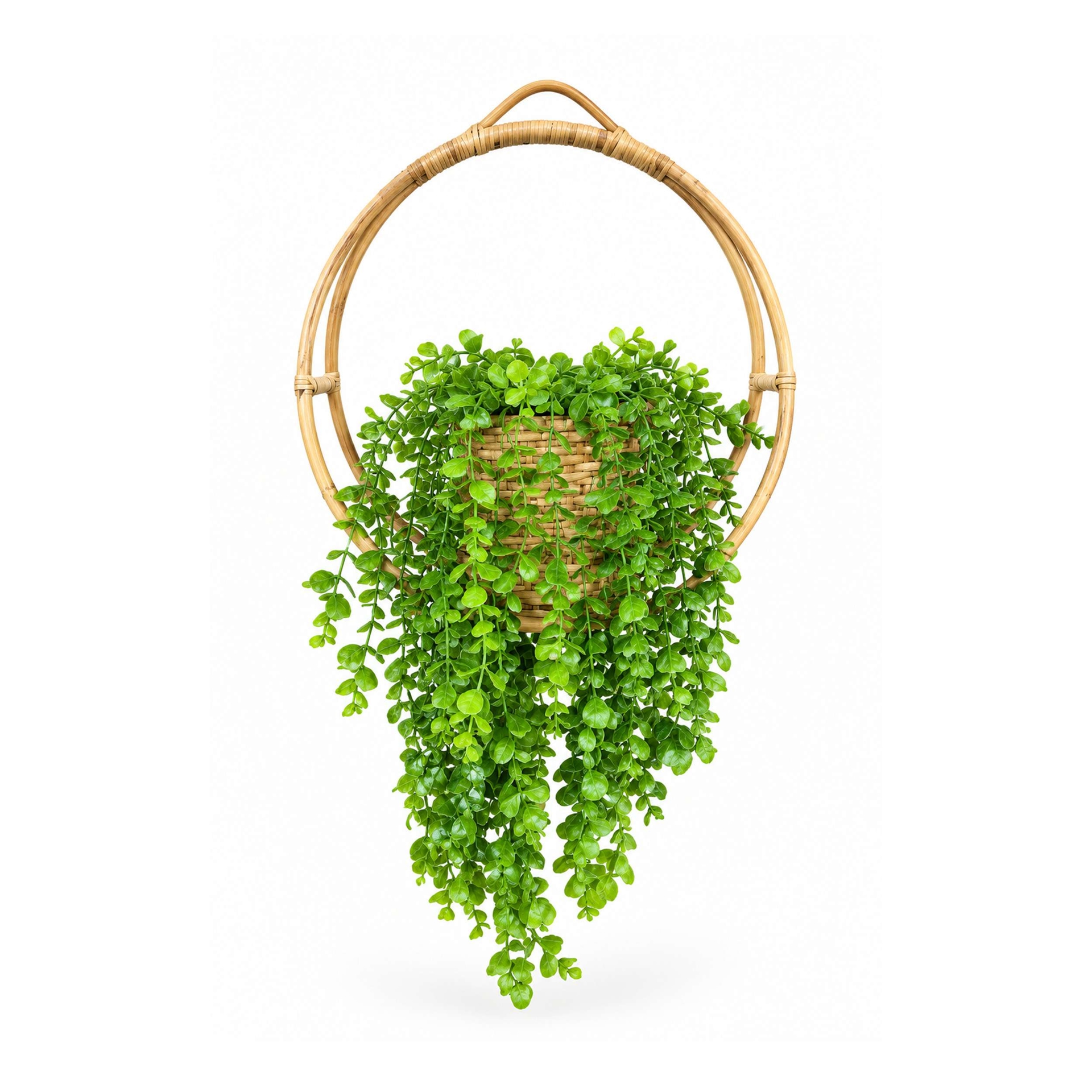 Beter Ring Holder With Artificial Jhopalo Coin Plant
